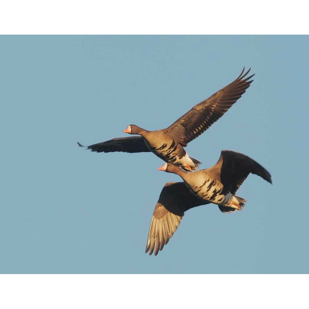 Appeau Oie Rieuse Primos Shaved Reed™ 2 Appeau Oie Rieuse Primos Shaved Reed™ – Image 2