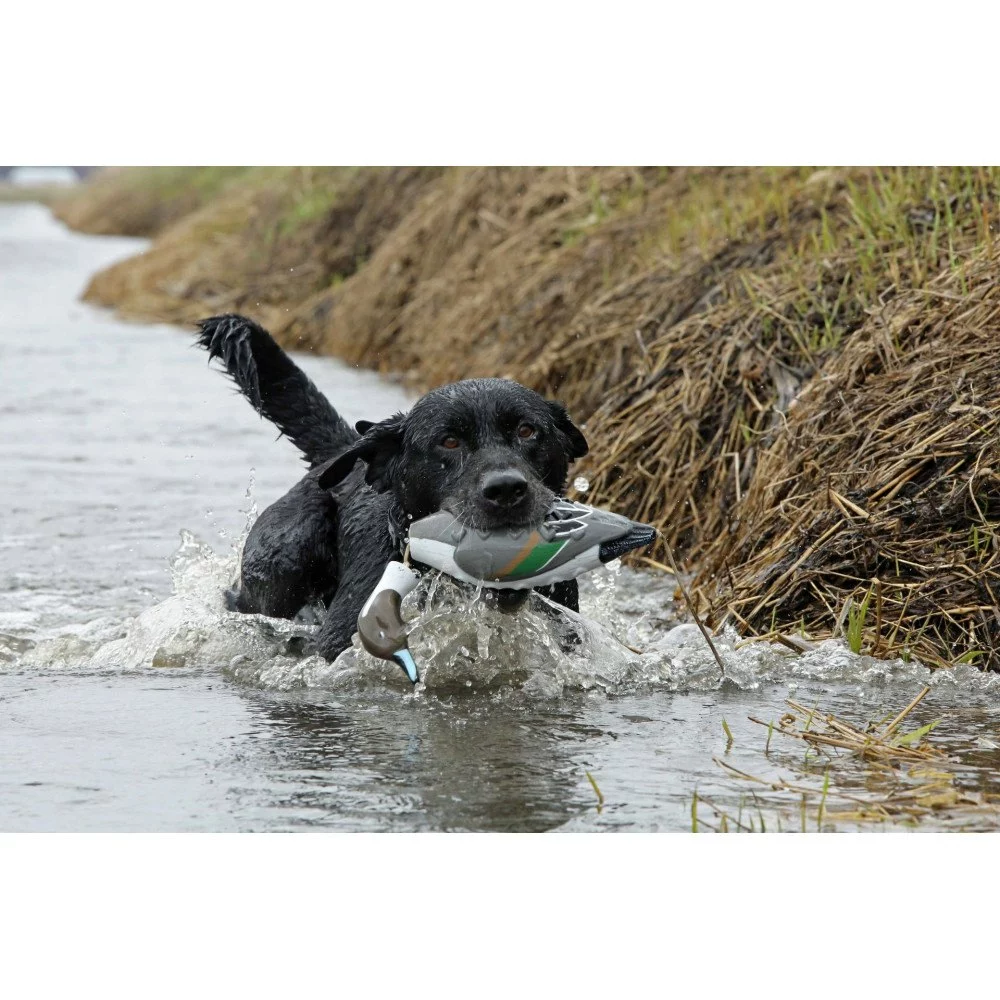 Apportable Pilet Pour Chien De Chasse 2 Apportable Pilet Pour Chien De Chasse – Image 2