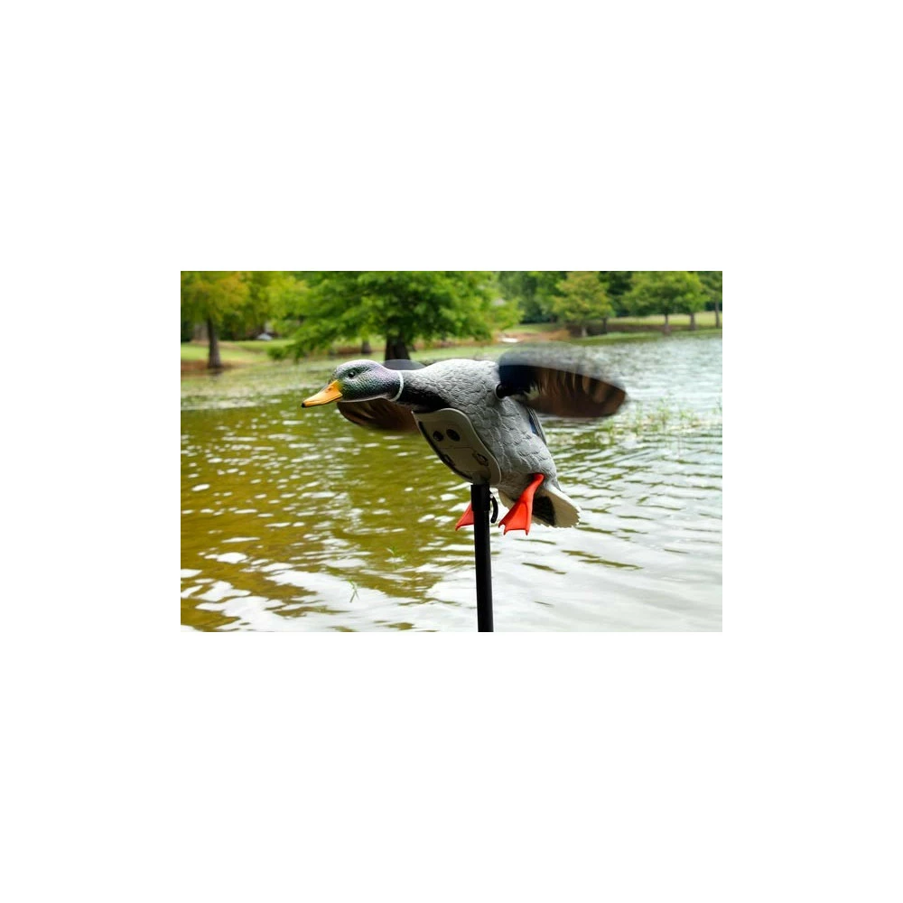 Canard à Ailes Tournantes Mojo King Mallard 5 Canard à Ailes Tournantes Mojo King Mallard – Image 5