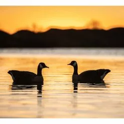 Formes D'oie Bernache Flottante AvianX X4