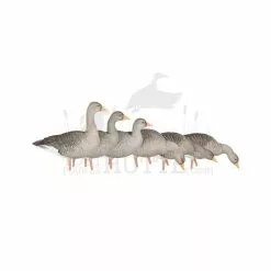 Formes D'oie Cendrée Sur Pattes AvianX X6