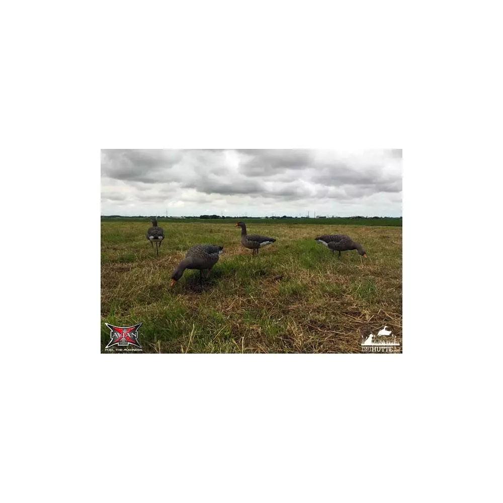 Formes D'oie Cendrée Sur Pattes AvianX X6 8 Formes D'oie Cendrée Sur Pattes AvianX X6 – Image 8