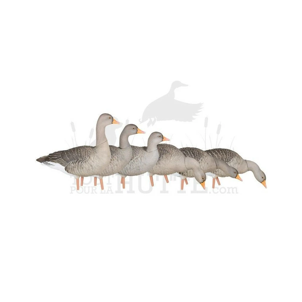 Formes D'oie Cendrée Sur Pattes AvianX X6 1 Formes D'oie Cendrée Sur Pattes AvianX X6