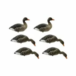 Formes D'oie Cendrée Sur Pattes Final Approach