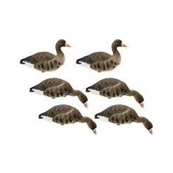 Formes D'oie Rieuse Sur Pattes Final Approach