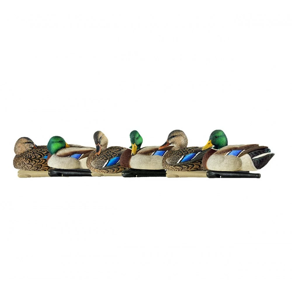Formes De Colvert AvianX Repos Et Actifs HD 1 Formes De Colvert AvianX Repos Et Actifs HD