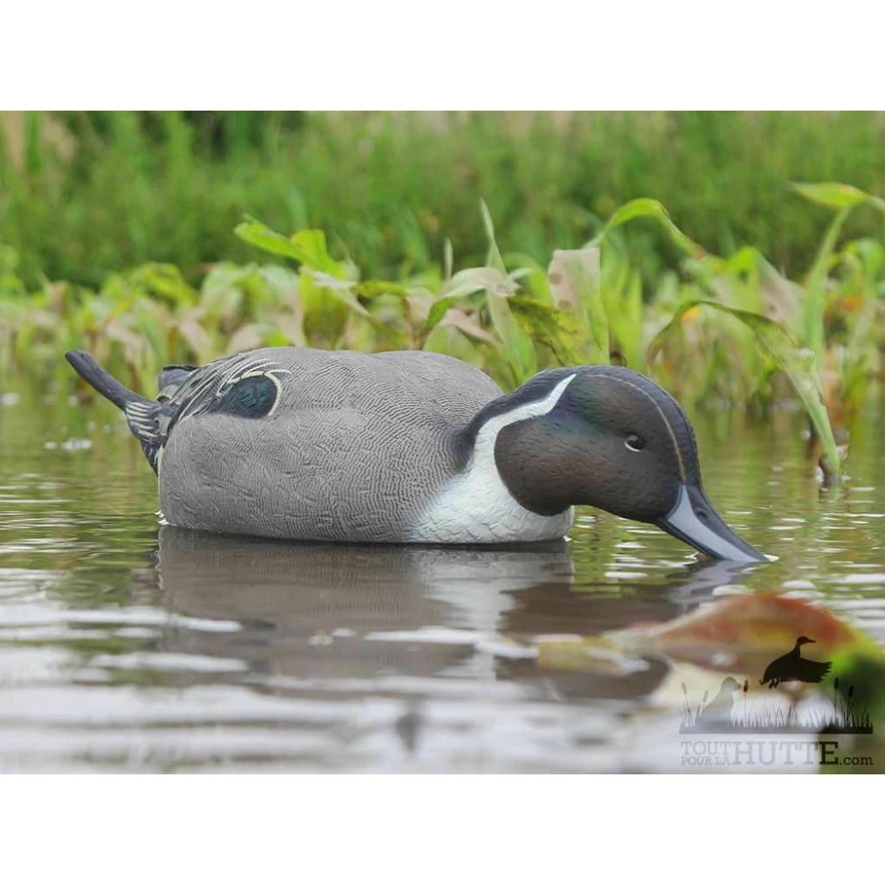 Formes De Pilet AvianX Actifs 5 Formes De Pilet AvianX Actifs – Image 5